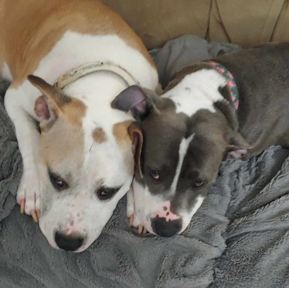 Meet your Posher, Bekke